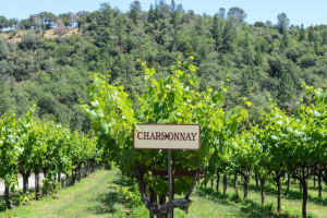 6 Best New World Chardonnay Wines To Try in 2023