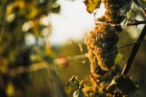 Entkorkender Erfolg: Georgiens Weinboom in Zahlen