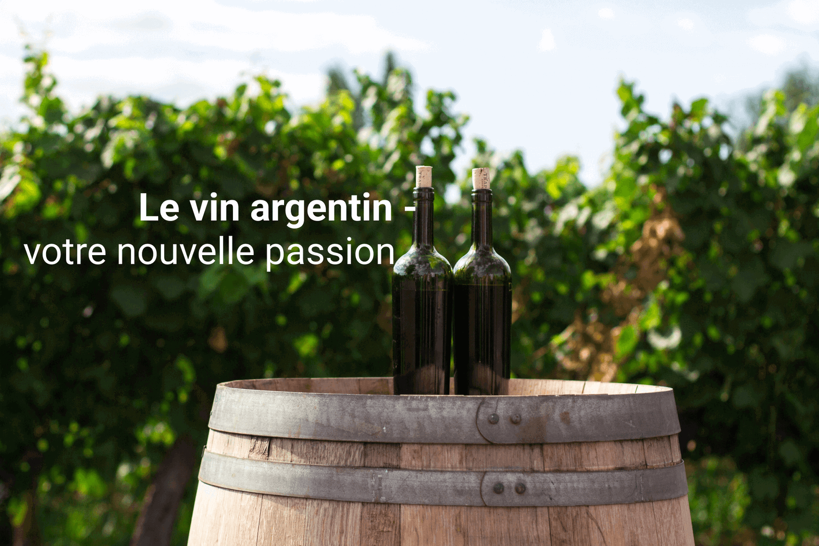 Un regard approfondi sur le vin Argentin