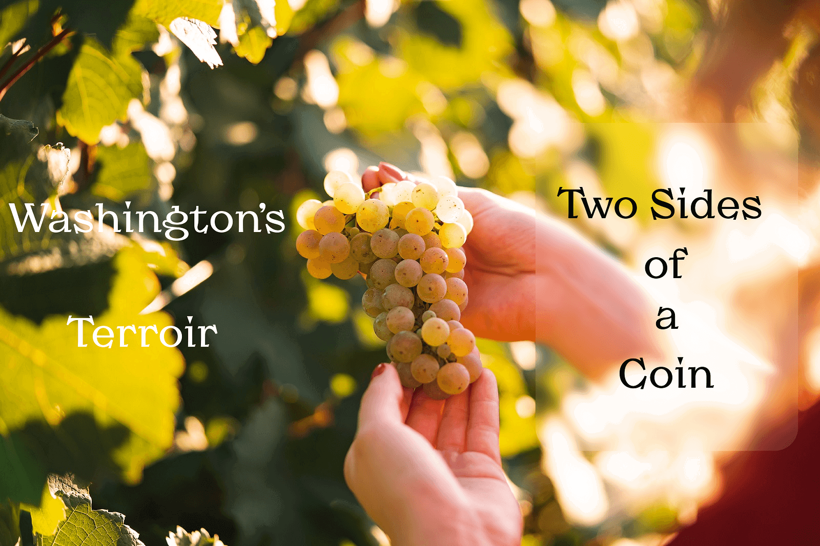 Washington’s Terroir - Two Sides of a Coin