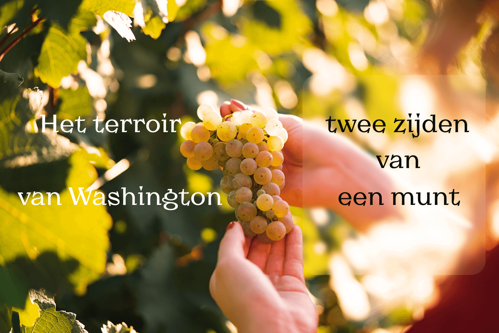 een munt